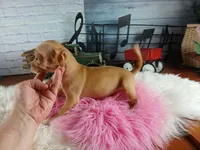 Autumns fawn girl. Hand Delivery , a female Chihuahua for sale in Carthage, TX – 9 of 10