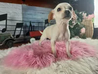 White Chi girl 2. Hand delivery, a female Chihuahua for sale in Carthage, TX – 4 of 7