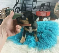 Autumns blk and tan boy. Hand Delivery , a male Chihuahua for sale in Carthage, TX – 7 of 10
