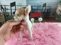 Micro teacup white fawn girl. Hand Delivery , a female Chihuahua for sale in Carthage, TX – 8 of 10