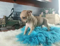 Haleys fawn boy. Hand Delivery , a male Chihuahua for sale in Carthage, TX – 4 of 7