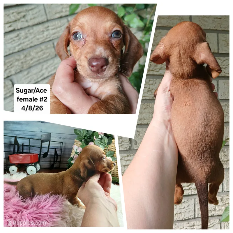 Sugars red girl. Hand delivery  – Miniature Dachshund puppy for sale in Carthage, TX