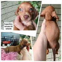 Sugars red girl. Hand delivery , a female Miniature Dachshund for sale in Carthage, TX – 1 of 6
