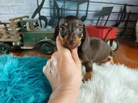 Suzies chocolate boy. Hand Delivery , a male Miniature Dachshund for sale in Carthage, TX – 1 of 7