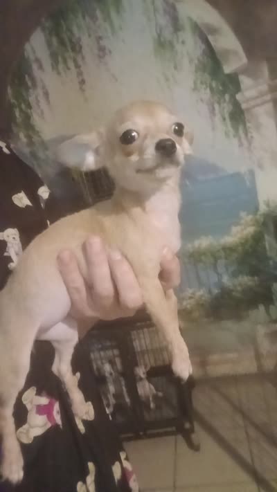 Tiny fawn teacup applehead girl Hand Delivery , a female Chihuahua for sale in Carthage, TX – 3 of 3
