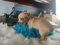 Autumns fawn boy. Hand Delivery , a male Chihuahua for sale in Carthage, TX – 7 of 9