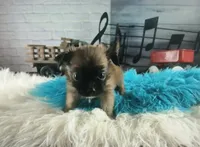 Long hair boy chi light. Hand Delivery , a male Chihuahua for sale in Carthage, TX – 3 of 8