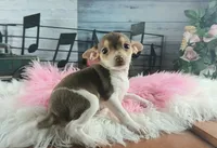 Chocolate teacup girl.  Hand delivery, a female Chihuahua for sale in Carthage, TX – 2 of 7