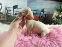 Sugars freckle nose. Hand delivery , a female Miniature Dachshund for sale in Carthage, TX – 3 of 5