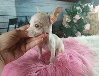 Micro teacup girl white. Hand Delivery , a female Chihuahua for sale in Carthage, TX – 3 of 9