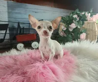 Micro teacup girl white. Hand Delivery , a female Chihuahua for sale in Carthage, TX – 6 of 9
