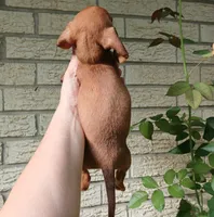 Sugars red girl. Hand delivery , a female Miniature Dachshund for sale in Carthage, TX – 3 of 6