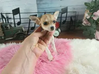 Micro teacup white fawn girl. Hand Delivery , a female Chihuahua for sale in Carthage, TX – 7 of 10