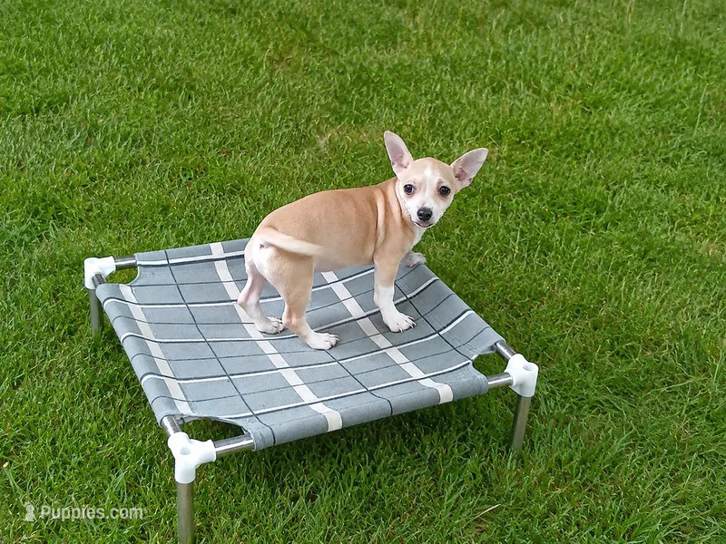 Cece's fawn white boy2 – Chihuahua puppy for sale in Carthage, TX