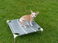 Cece's fawn white boy2, a male Chihuahua for sale in Carthage, TX – 1 of 7