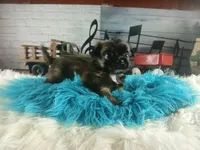 Long hair teacup dark boy. Hand Delivery , a male Chihuahua for sale in Carthage, TX – 6 of 10