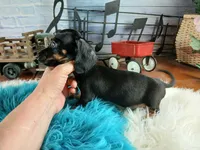 Suzies black n tan boy. Hand Delivery , a male Miniature Dachshund for sale in Carthage, TX – 4 of 6