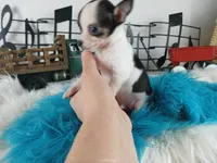 Nationwide delivery-Teacup boy, a male Chihuahua for sale in Carthage, TX – Photo 2 of 3