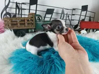 Nationwide delivery-Teacup boy, a male Chihuahua for sale in Carthage, TX – Photo 3 of 3