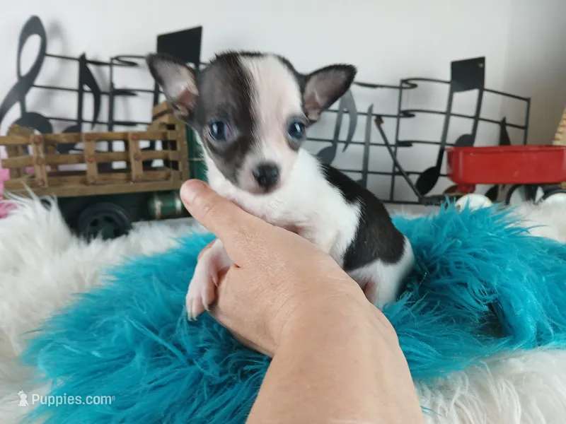 Nationwide delivery-Teacup boy