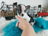 Nationwide delivery-Teacup boy, a male Chihuahua for sale in Carthage, TX – Photo 1 of 3