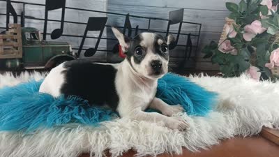Blk white tri boy Hand Delivery , a male Chihuahua for sale in Carthage, TX – 5 of 5