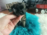 Long hair teacup dark boy. Hand Delivery , a male Chihuahua for sale in Carthage, TX – 5 of 10