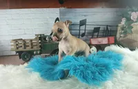 Haleys fawn boy. Hand Delivery , a male Chihuahua for sale in Carthage, TX – 2 of 7