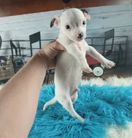 White teacup boy spot. Hand delivery, a male Chihuahua for sale in Carthage, TX – 2 of 6