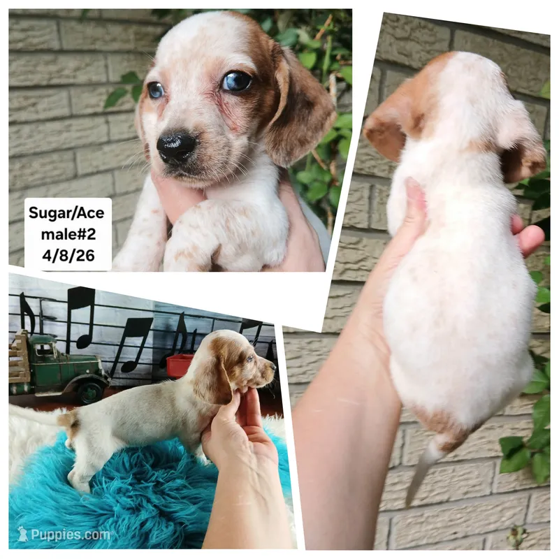 Sugar's white red dapple boy. Hand delivery – Miniature Dachshund puppy for sale in Carthage, TX