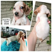 Sugar's white red dapple boy. Hand delivery, a male Miniature Dachshund for sale in Carthage, TX – 1 of 7