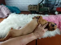 Red girl chi 6 lb. Hand Delivery , a female Chihuahua for sale in Carthage, TX – 4 of 6