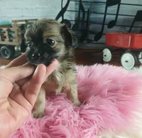 Long hair teacup girl applehead.  Hand Delivery , a female Chihuahua for sale in Carthage, TX – 3 of 10