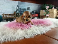 Suzies Teacup red girl.  Hand Delivery , a female Miniature Dachshund for sale in Carthage, TX – 8 of 10