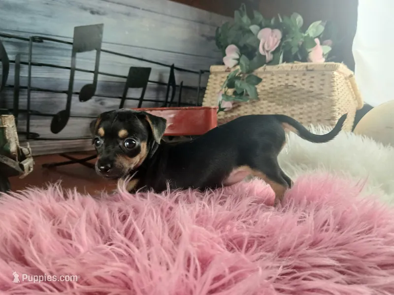 Autumns blk tan girl. Hand Delivery  – Chihuahua puppy for sale in Carthage, TX