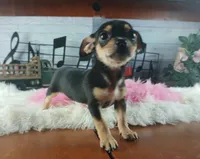 Blk tan tri girl Hand Delivery , a female Chihuahua for sale in Carthage, TX – 5 of 8