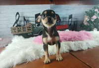 Blk tan tri girl Hand Delivery , a female Chihuahua for sale in Carthage, TX – 8 of 8