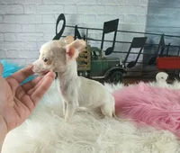 Micro teacup girl white. Hand Delivery , a female Chihuahua for sale in Carthage, TX – 7 of 9