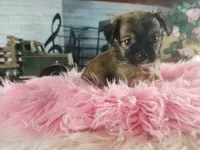Long hair teacup girl applehead.  Hand Delivery , a female Chihuahua for sale in Carthage, TX – 4 of 10