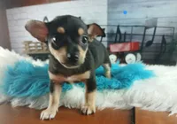 Blk tan tri boy B Hand Delivery , a male Chihuahua for sale in Carthage, TX – 2 of 7
