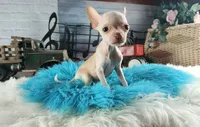 Vanillas cream teacup boy. Hand Delivery , a male Chihuahua for sale in Carthage, TX – 6 of 10