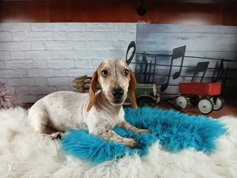 Sugar's white red dapple boy. Hand delivery – Miniature Dachshund puppy for sale in Carthage, TX