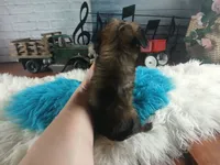 Long hair teacup dark boy. Hand Delivery , a male Chihuahua for sale in Carthage, TX – 9 of 10