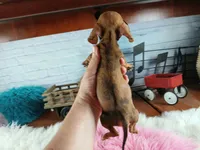 Suzies Teacup red girl.  Hand Delivery , a female Miniature Dachshund for sale in Carthage, TX – 9 of 10