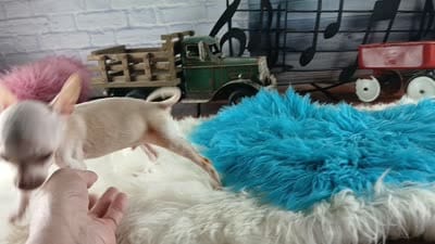 Vanillas cream teacup boy. Hand Delivery , a male Chihuahua for sale in Carthage, TX – 10 of 10