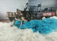 Haleys blk and tan boy. Hand Delivery , a male Chihuahua for sale in Carthage, TX – 4 of 10