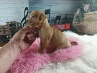 Autumns fawn girl. Hand Delivery , a female Chihuahua for sale in Carthage, TX – 6 of 7