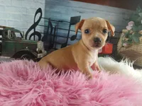 Autumns fawn girl. Hand Delivery , a female Chihuahua for sale in Carthage, TX – 1 of 7
