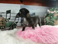 Nationwide Delivery Blk female chi, a female Chihuahua for sale in Carthage, TX – Photo 6 of 6