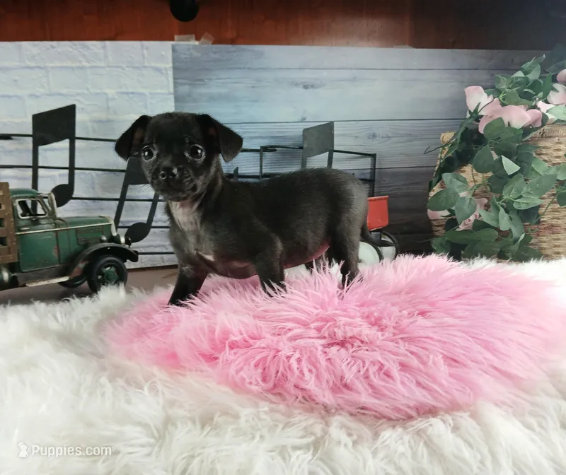 Nationwide Delivery Blk female chi – Chihuahua puppy for sale in Carthage, TX